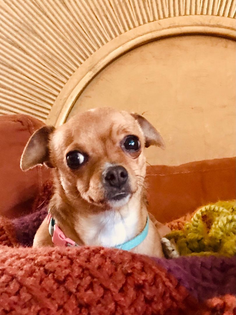 Peanut, a Adoptable mixed breed in Sacramento, CA image 5/8