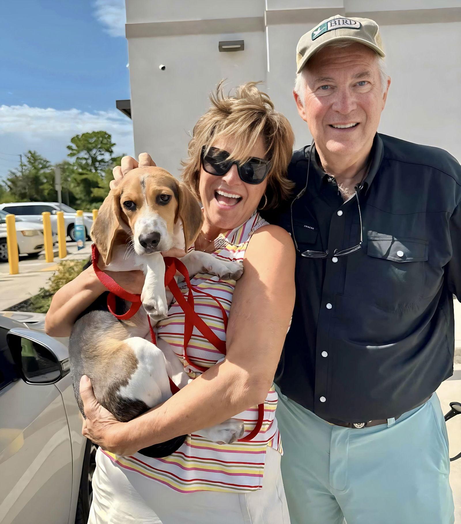 Pilot, Adopted, Young Male Beagle.
