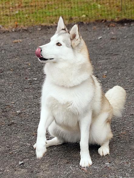 Enlarge Goodness, a Adoptable mixed breed in Maynardville, TN image 1/6