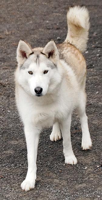 Enlarge Goodness, a Adoptable mixed breed in Maynardville, TN image 2/6