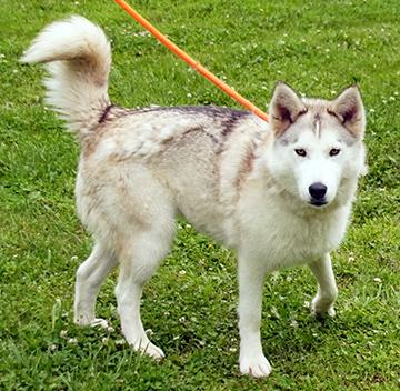 Enlarge Goodness, a Adoptable mixed breed in Maynardville, TN image 1/3