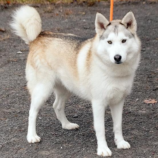 Enlarge Goodness, a Adoptable mixed breed in Maynardville, TN image 4/6