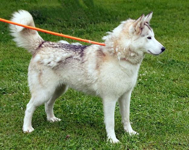 Enlarge Goodness, a Adoptable mixed breed in Maynardville, TN image 2/3