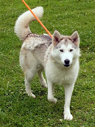 Goodness, Adoptable, Adult Female Husky.