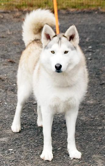 Enlarge Goodness, a Adoptable mixed breed in Maynardville, TN image 5/6