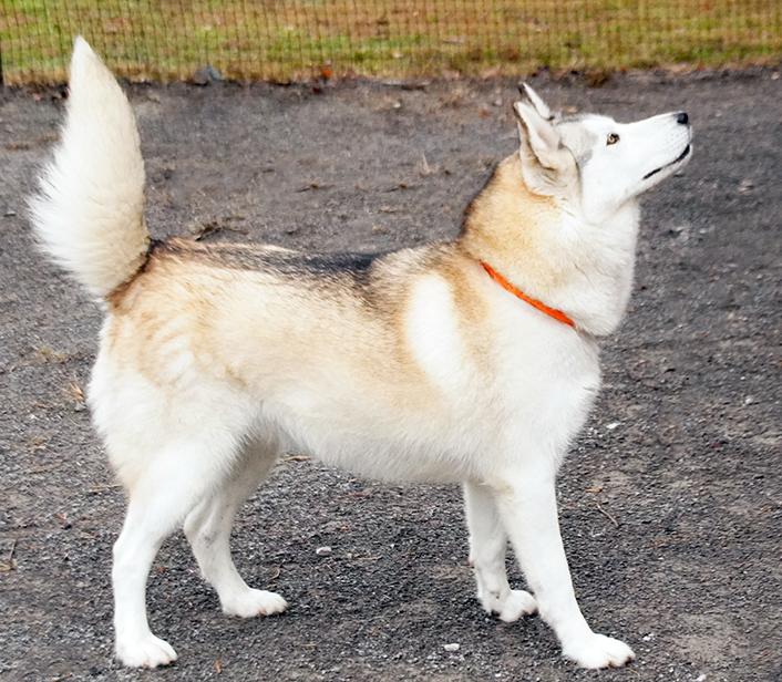 Enlarge Goodness, a Adoptable mixed breed in Maynardville, TN image 6/6