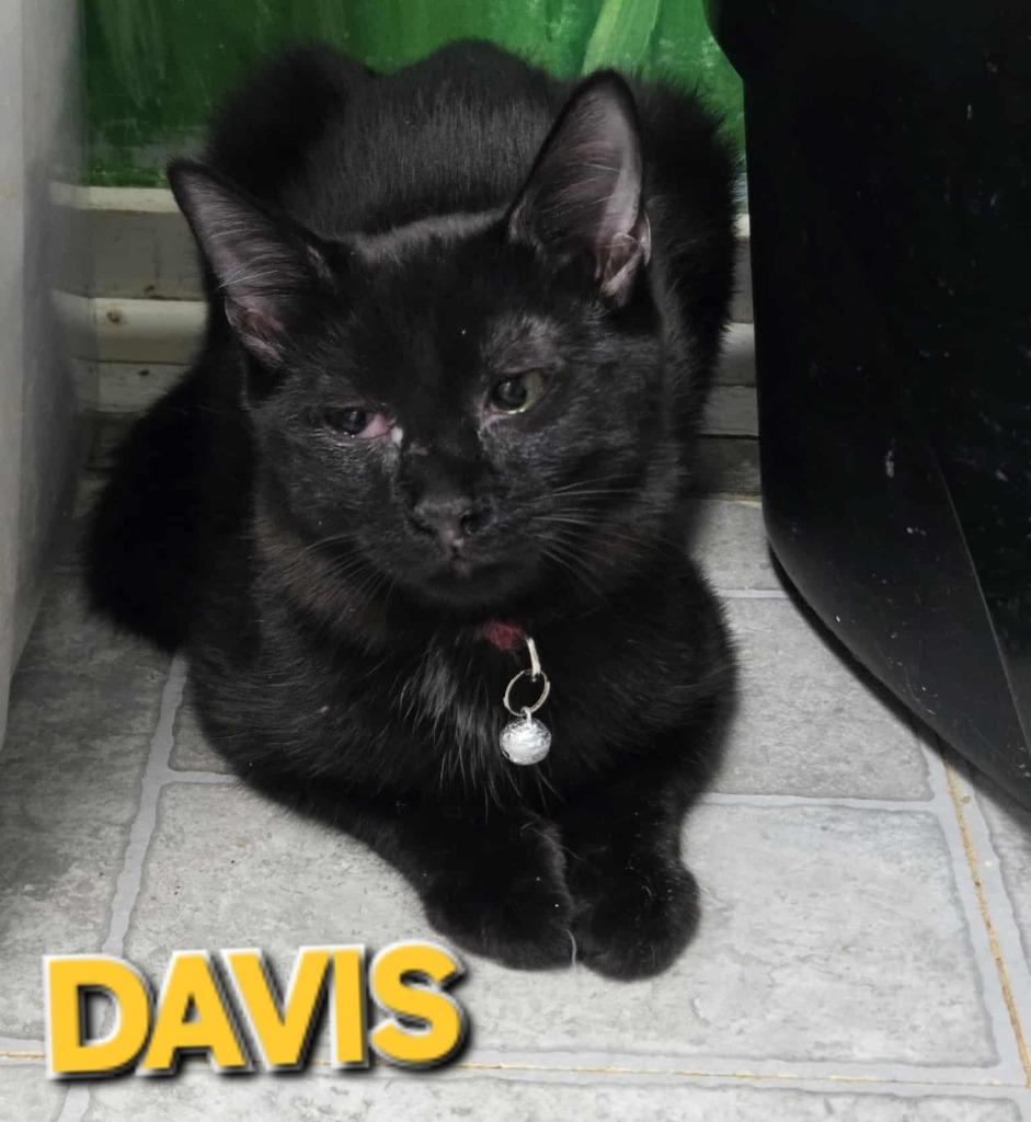 Davis (Homeless Black Kitten), Adoptable, Young Male Domestic Short Hair.