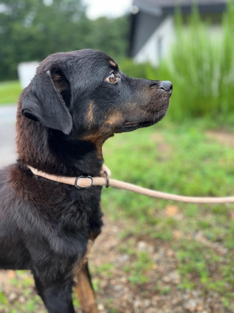 Enlarge 2025-08-006 *Winston*, a Adoptable Rottweiler in Winder, GA image 1/6