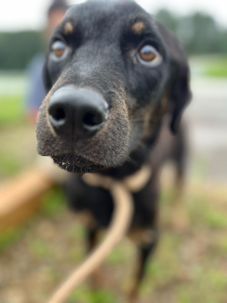 Enlarge 2025-08-006 *Winston*, a Adoptable Rottweiler in Winder, GA image 4/6