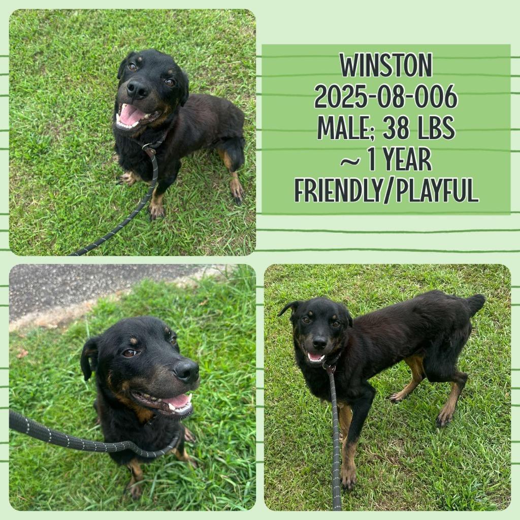 Enlarge 2025-08-006 *Winston*, a Adoptable Rottweiler in Winder, GA image 5/6