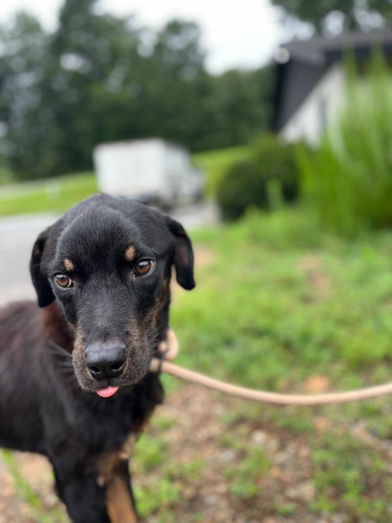 Enlarge 2025-08-006 *Winston*, a Adoptable Rottweiler in Winder, GA image 6/6