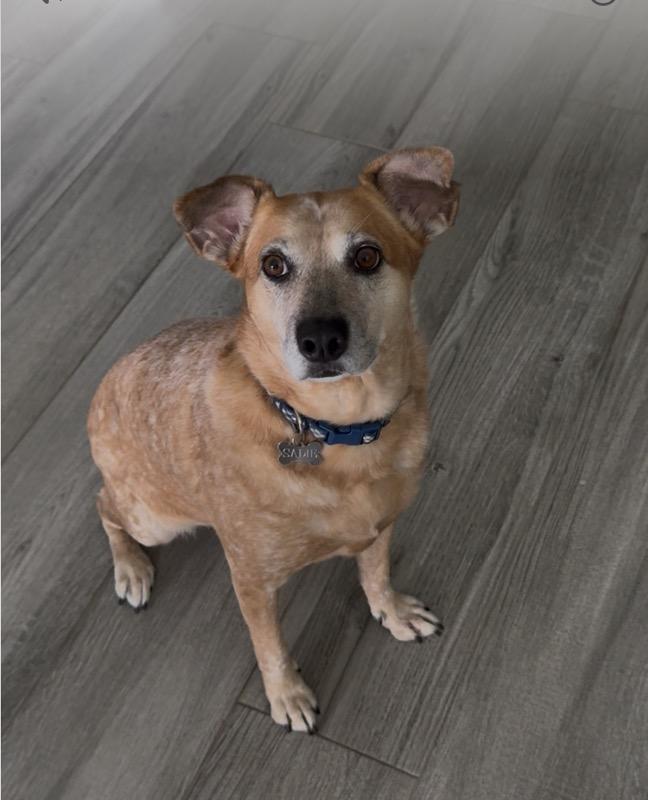 Sadie photo 1