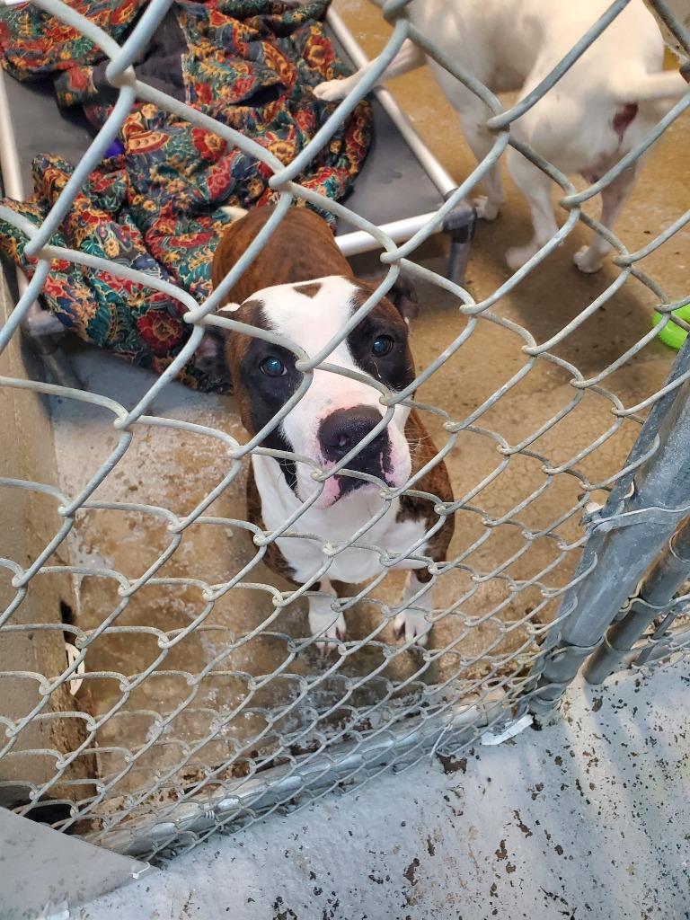 Russell, Adoptable, Senior Male American Bulldog.