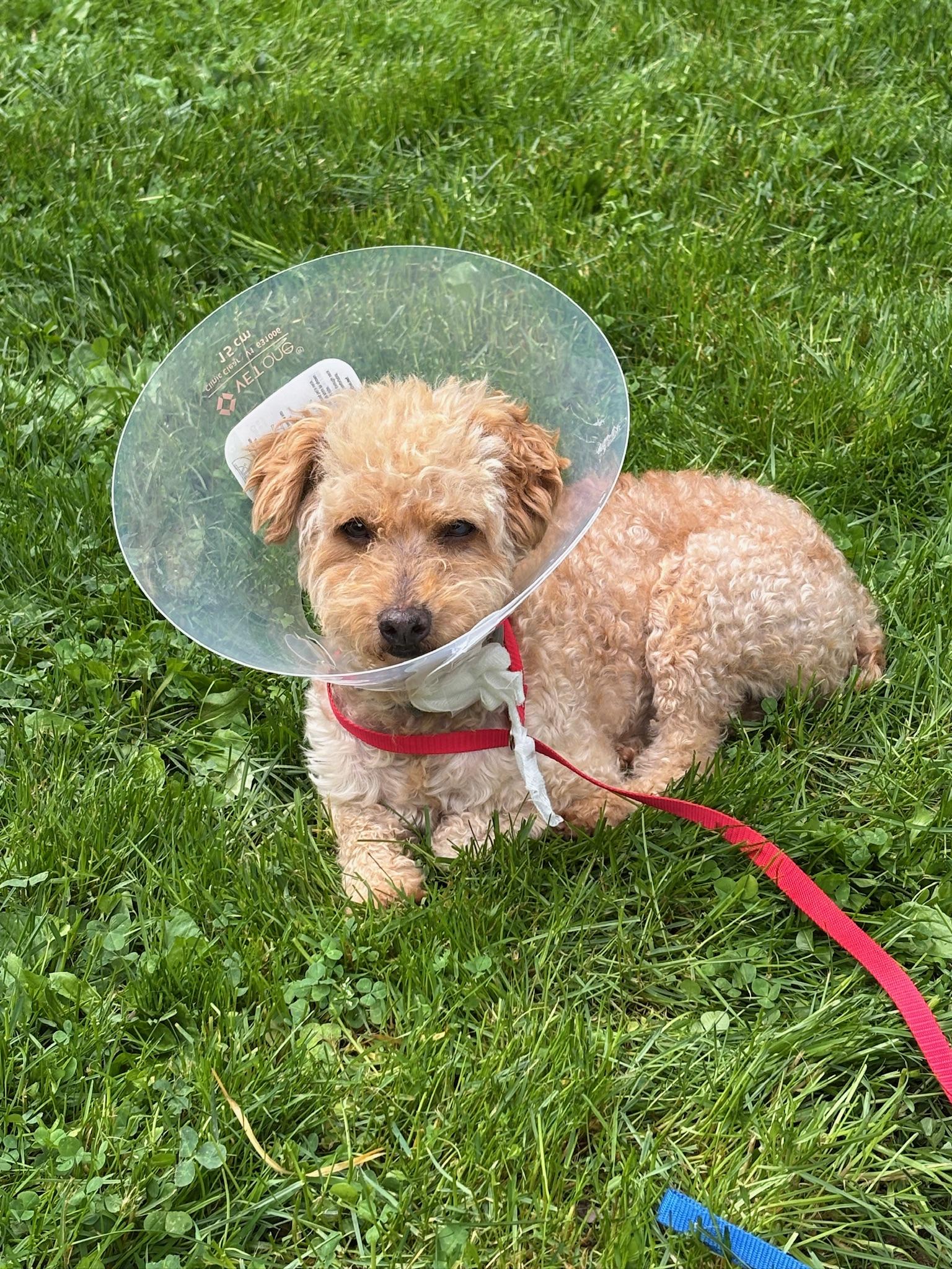 Paramount, a ADOPTABLE Goldendoodle in Sagaponack, NY image 5/6