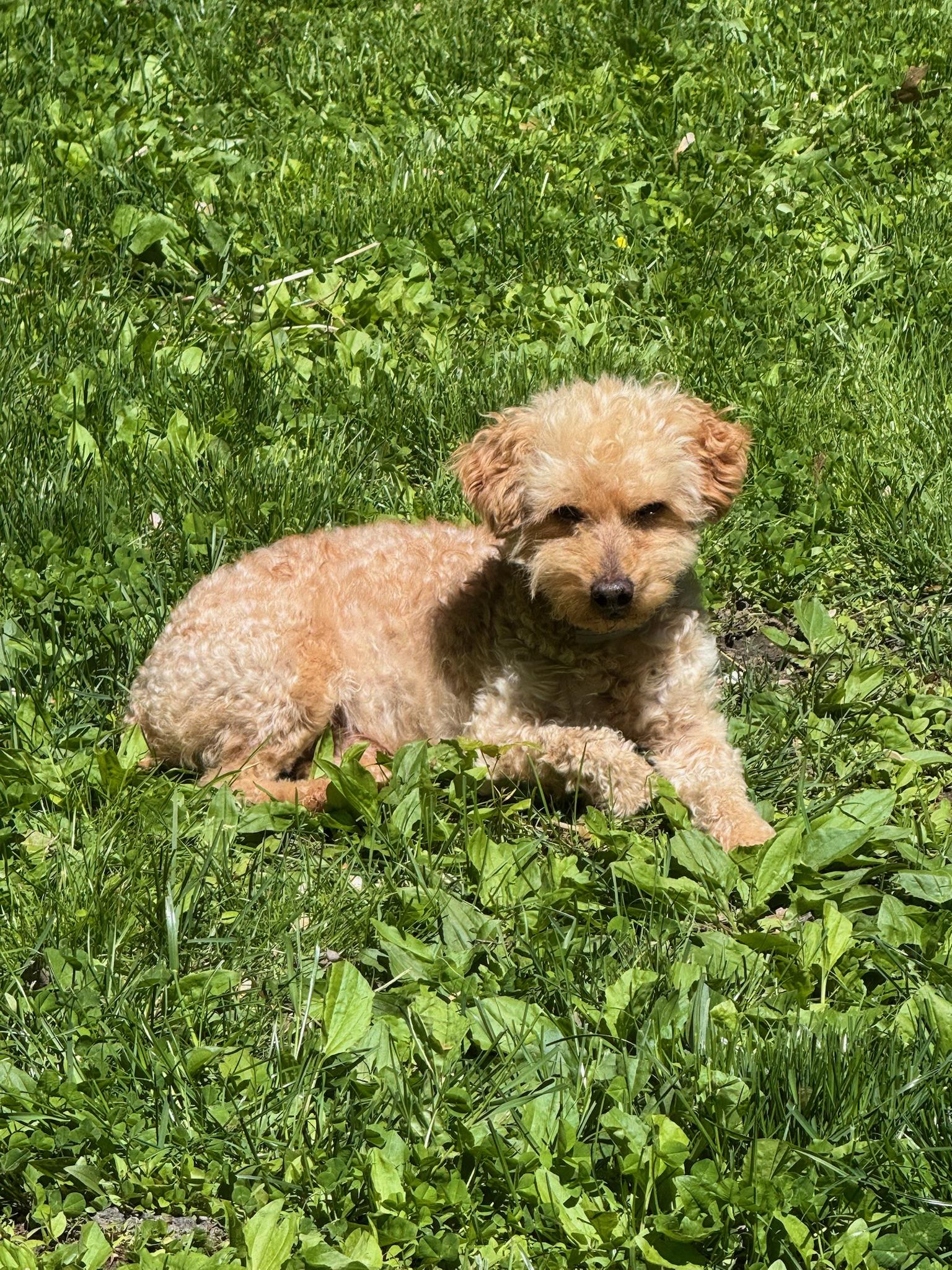 Paramount, a ADOPTABLE Goldendoodle in Sagaponack, NY image 4/6