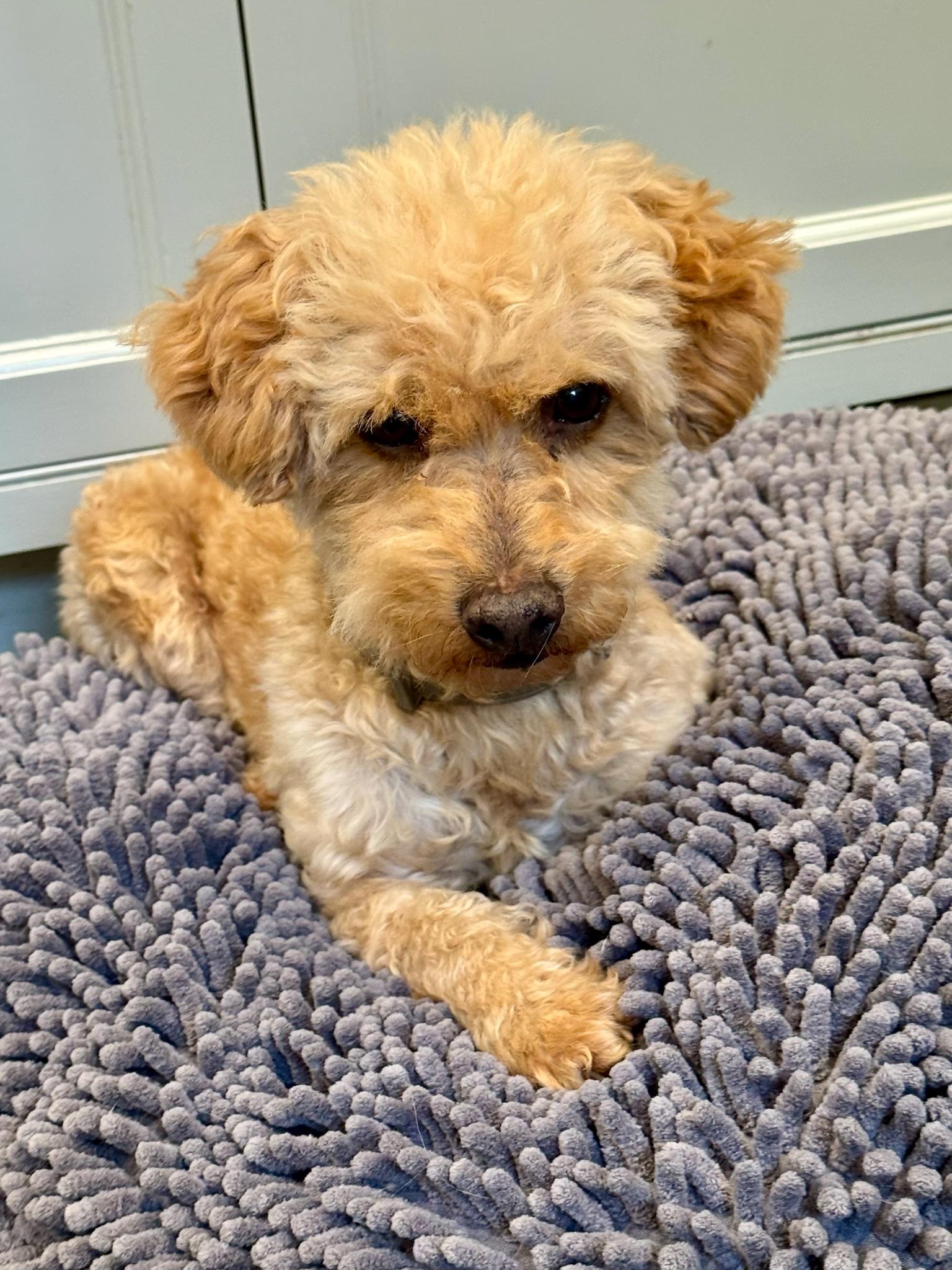 Paramount, a ADOPTABLE Goldendoodle in Sagaponack, NY image 2/6