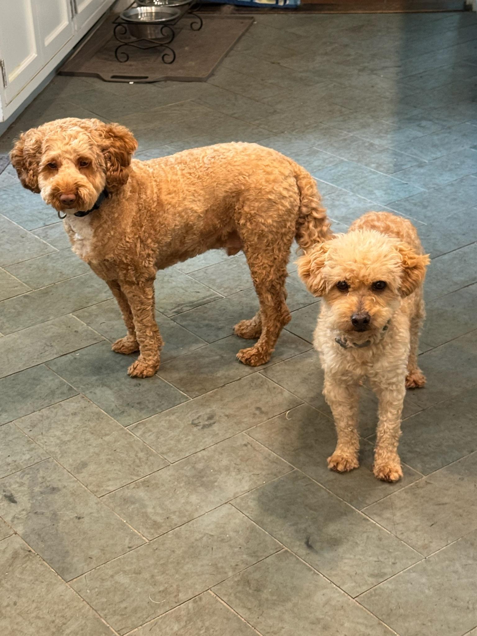 Paramount, a ADOPTABLE Goldendoodle in Sagaponack, NY image 3/6
