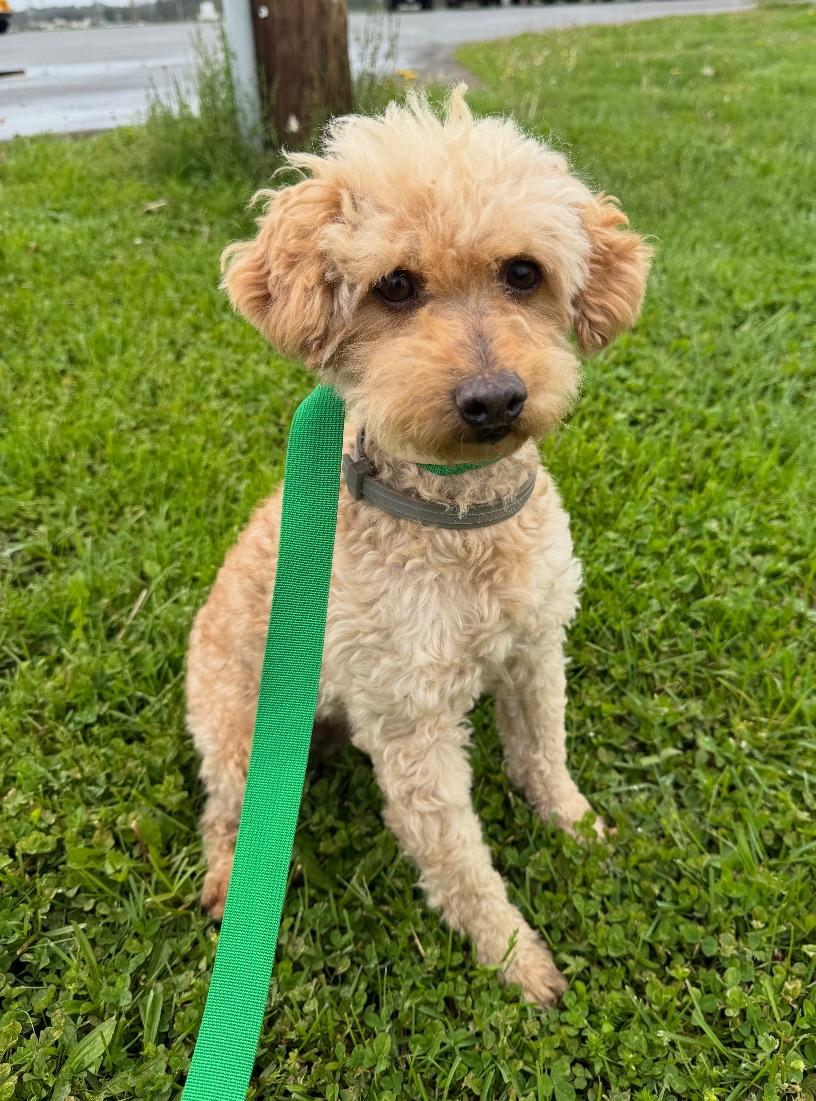 Paramount, ADOPTABLE, Young Male Goldendoodle.