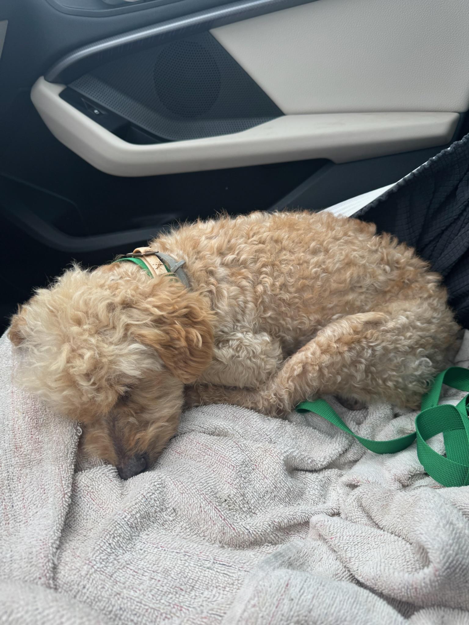 Paramount, a ADOPTABLE Goldendoodle in Sagaponack, NY image 6/6