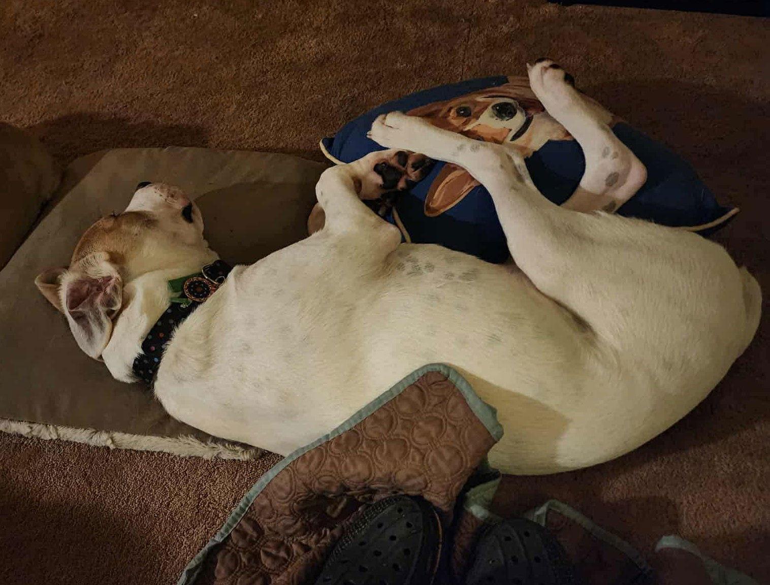 Maxwell (6mo,40lbs), a Adoptable mixed breed in Hinton, WV image 1/3