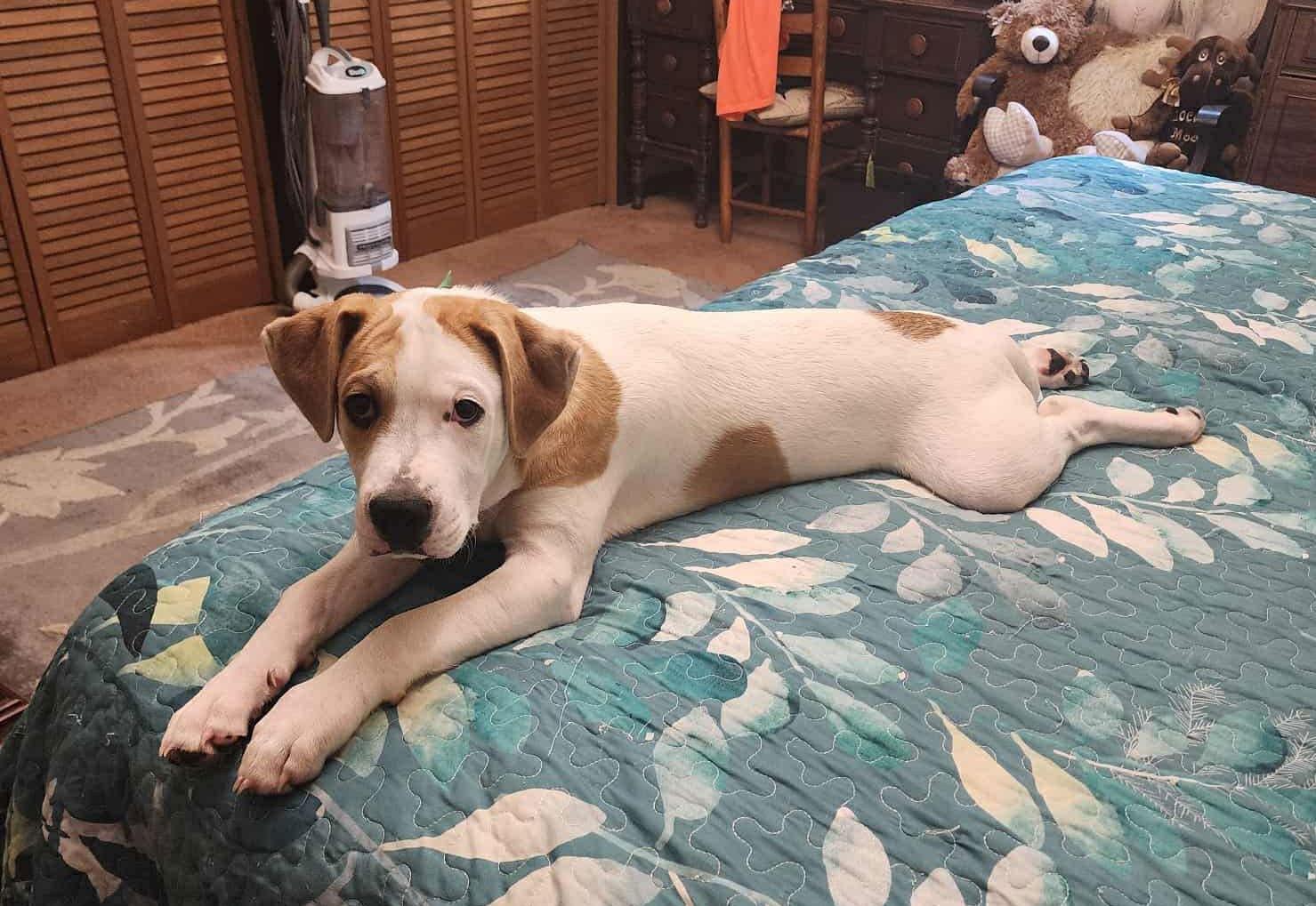 Maxwell (6mo,40lbs), a Adoptable mixed breed in Hinton, WV image 2/3