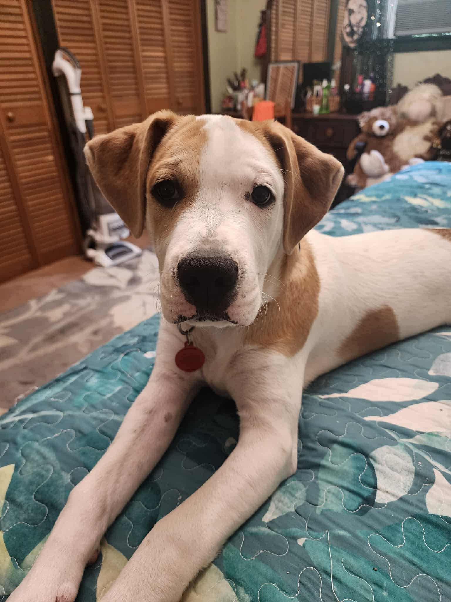 Maxwell (6mo,40lbs), a Adoptable mixed breed in Hinton, WV image 3/3