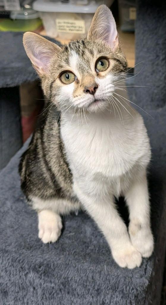 Enlarge Lilac, a Adoptable mixed breed in Johnson City, TN image 2/6