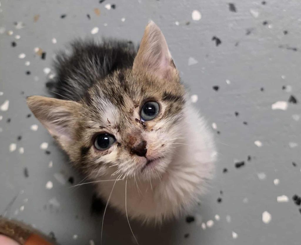 Enlarge Lilac, a Adoptable mixed breed in Johnson City, TN image 3/6