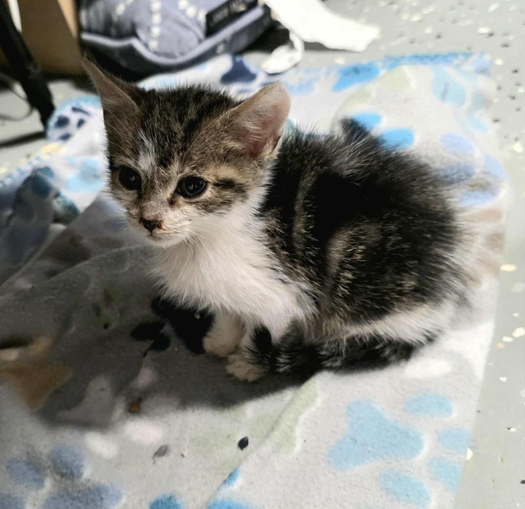 Enlarge Lilac, a Adoptable mixed breed in Johnson City, TN image 5/6