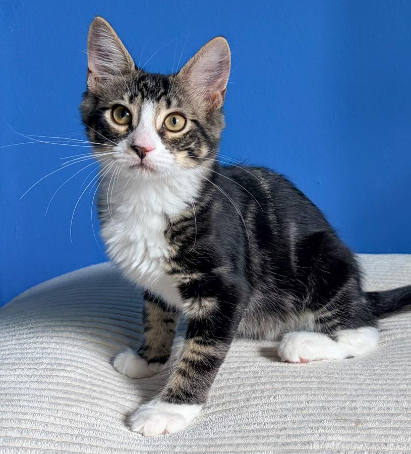 Enlarge Sage, an adopted Domestic Short Hair in Paramus, NJ image 4/4