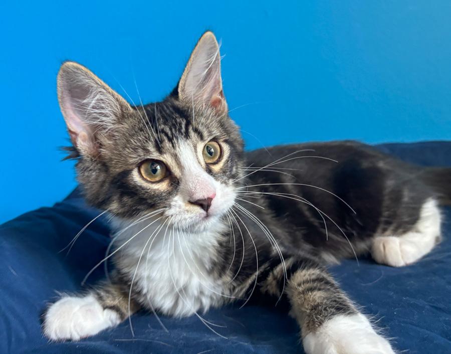 Enlarge Sage, an adopted Domestic Short Hair in Paramus, NJ image 2/4