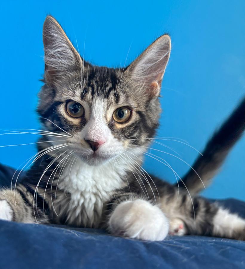 Enlarge Sage, an adopted Domestic Short Hair in Paramus, NJ image 1/4