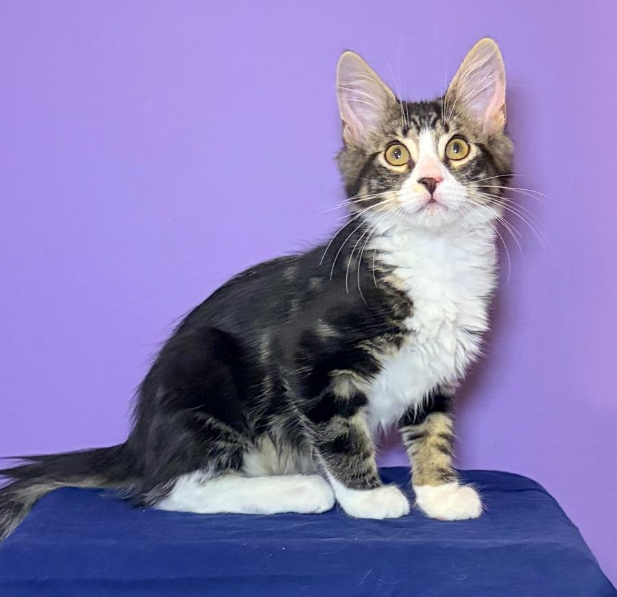 Enlarge Sage, an adopted Domestic Short Hair in Paramus, NJ image 3/4
