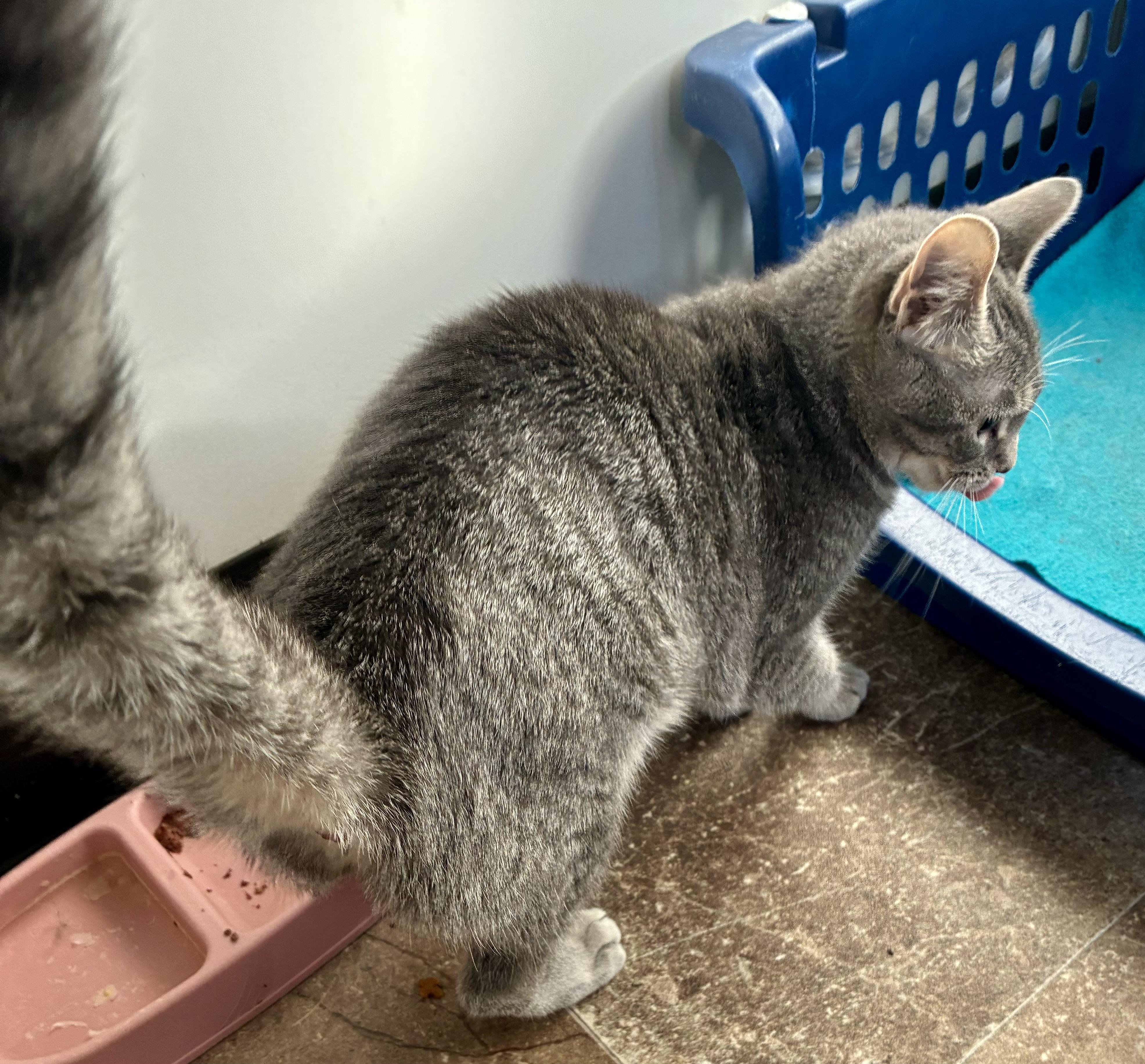 Enlarge SILVER, a ADOPTABLE Domestic Short Hair in Louisa, KY image 3/3
