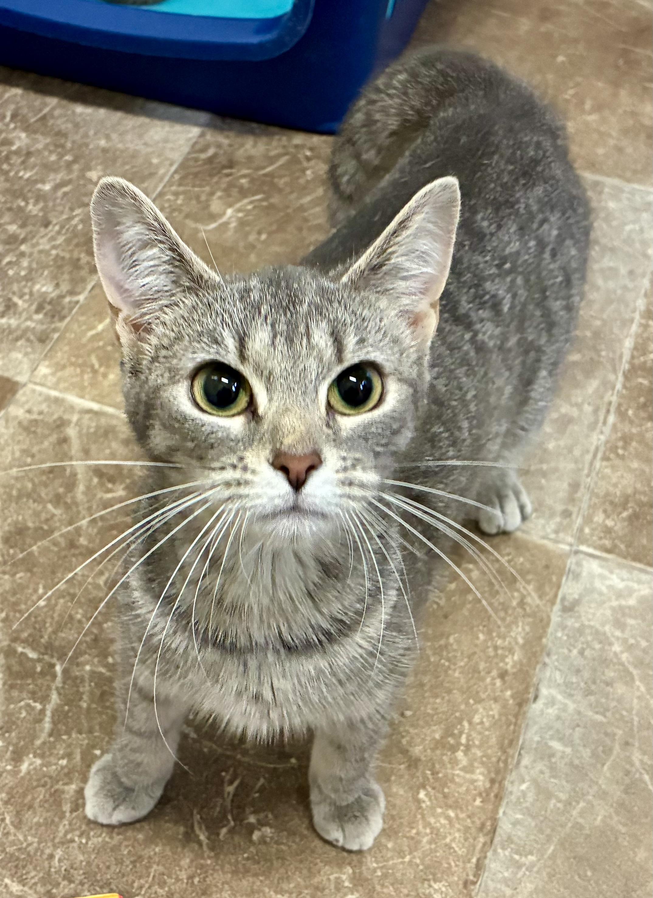 SILVER, ADOPTABLE, Young Female Domestic Short Hair.