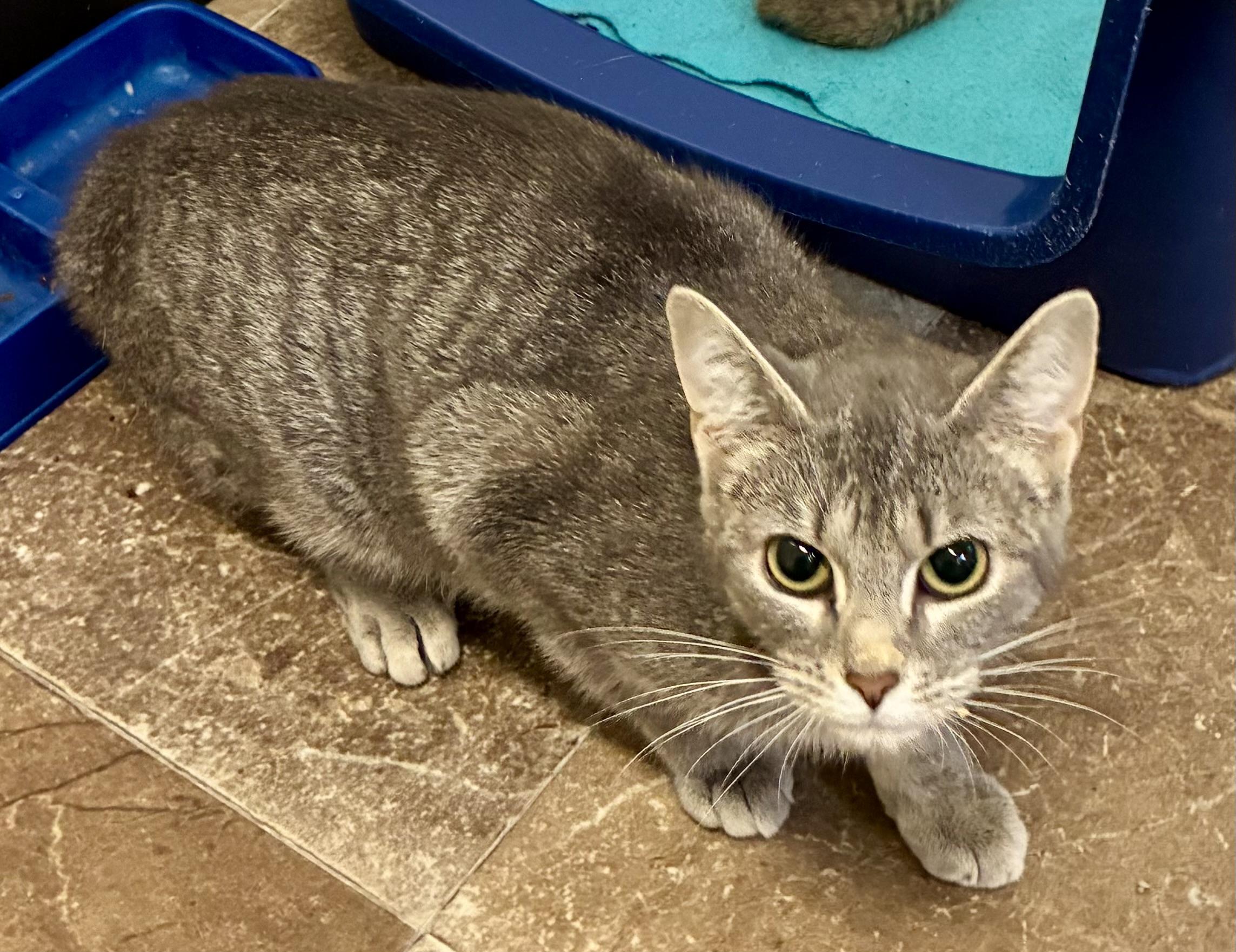 Enlarge SILVER, a ADOPTABLE Domestic Short Hair in Louisa, KY image 2/3