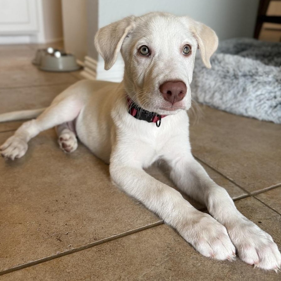 Bit, an adopted mixed breed in Portage, WI image 3/6