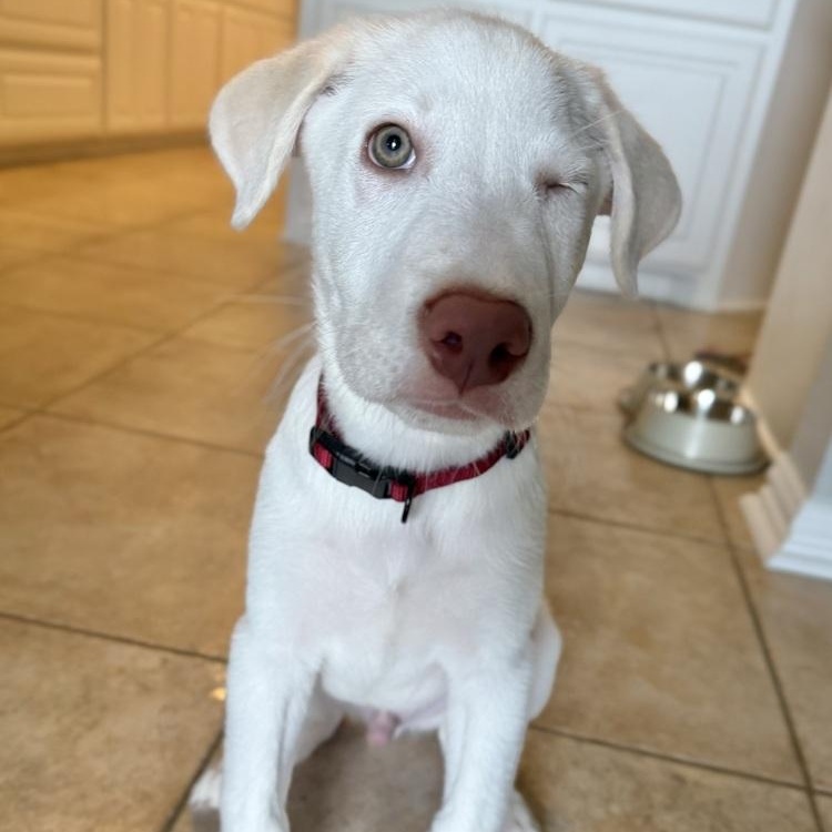 Bit, an adopted mixed breed in Portage, WI image 6/6