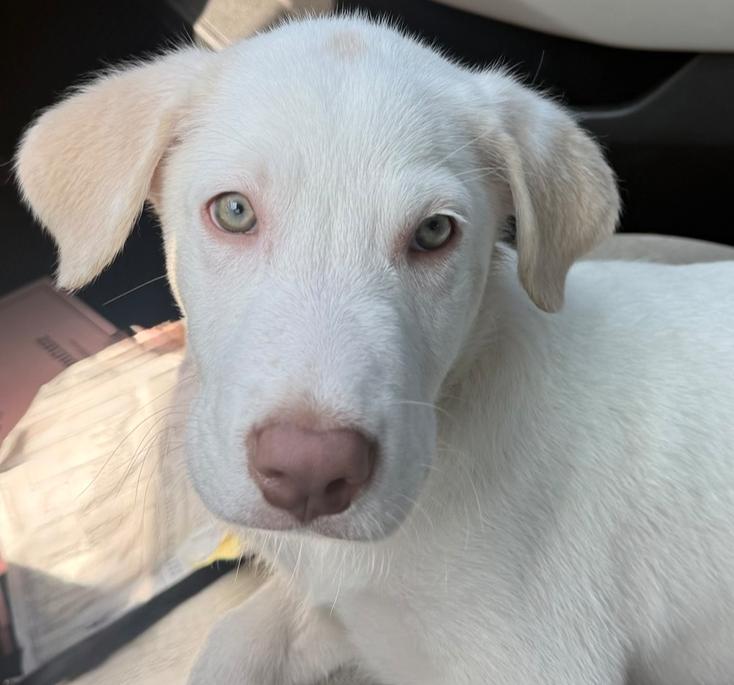 Bit, an adopted mixed breed in Portage, WI image 2/6