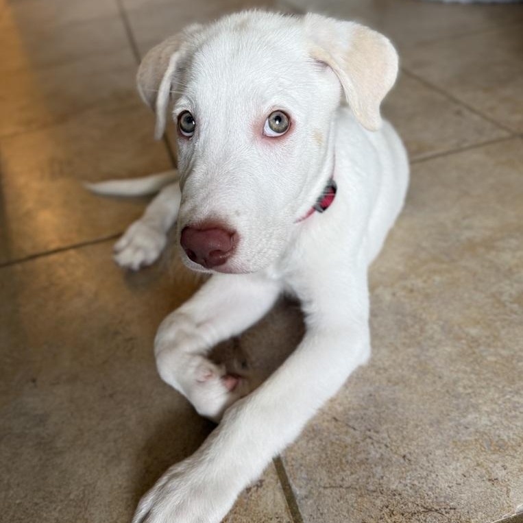 Bit, an adopted mixed breed in Portage, WI image 5/6
