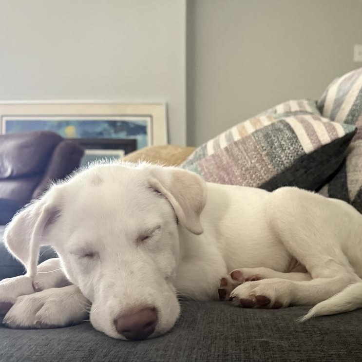 Bit, an adopted mixed breed in Portage, WI image 4/6