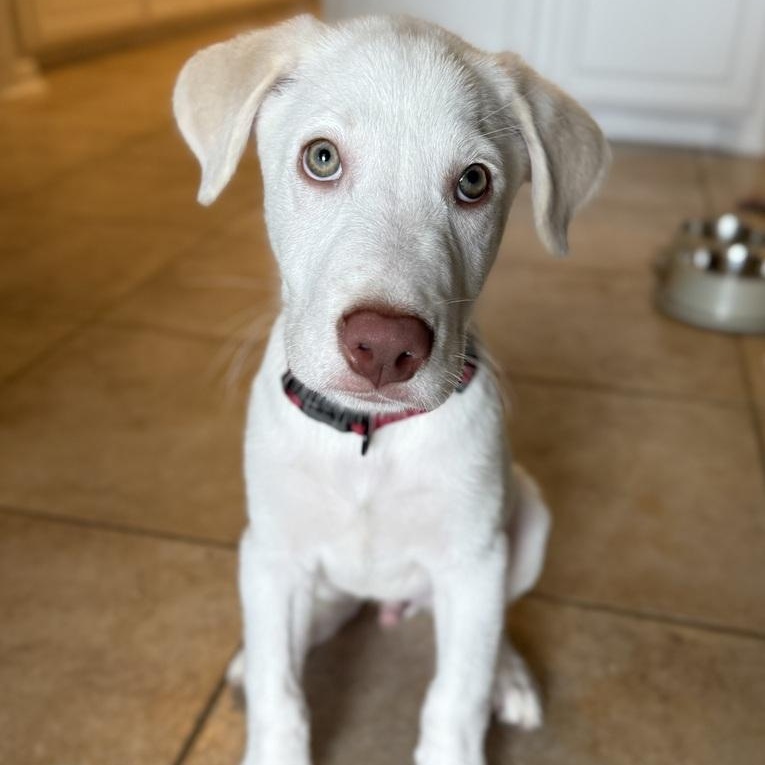 Bit, an adopted mixed breed in Portage, WI image 1/6