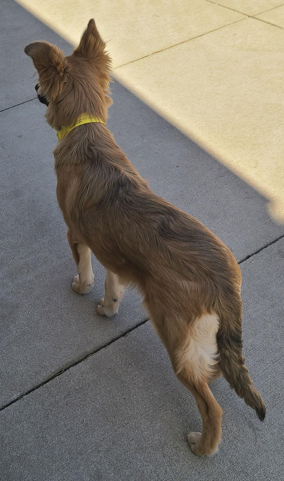 Enlarge Jupiter CA, a Adopted German Shepherd Dog in Hillside, IL image 1/3