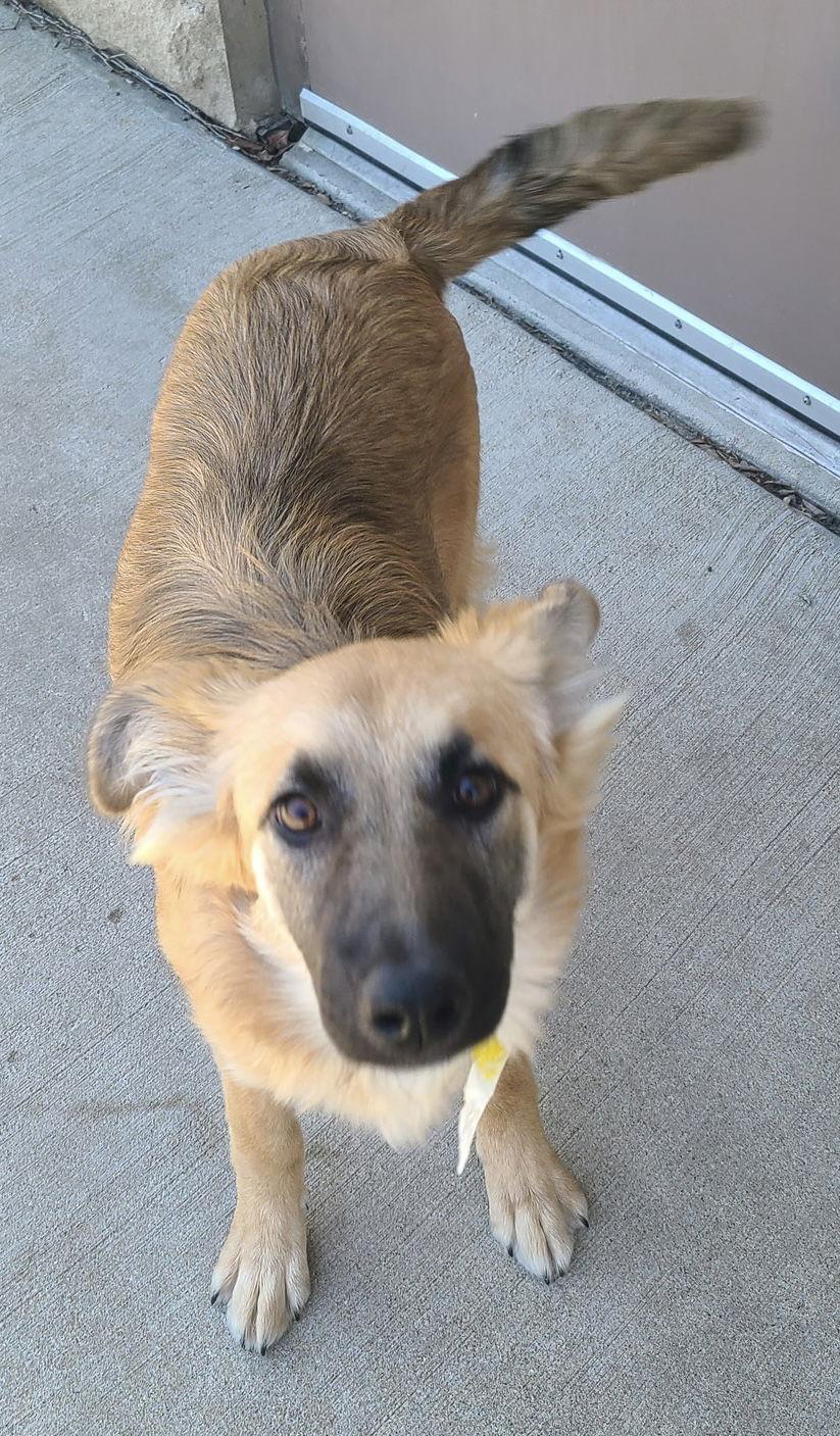 Enlarge Jupiter CA, a Adopted German Shepherd Dog in Hillside, IL image 2/3
