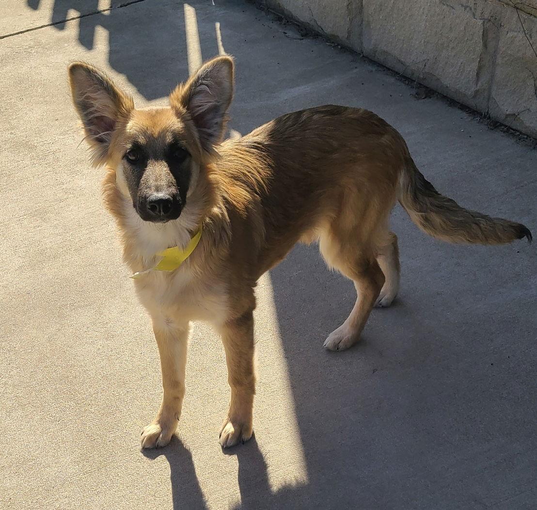 Enlarge Jupiter CA, a Adopted German Shepherd Dog in Hillside, IL image 3/3