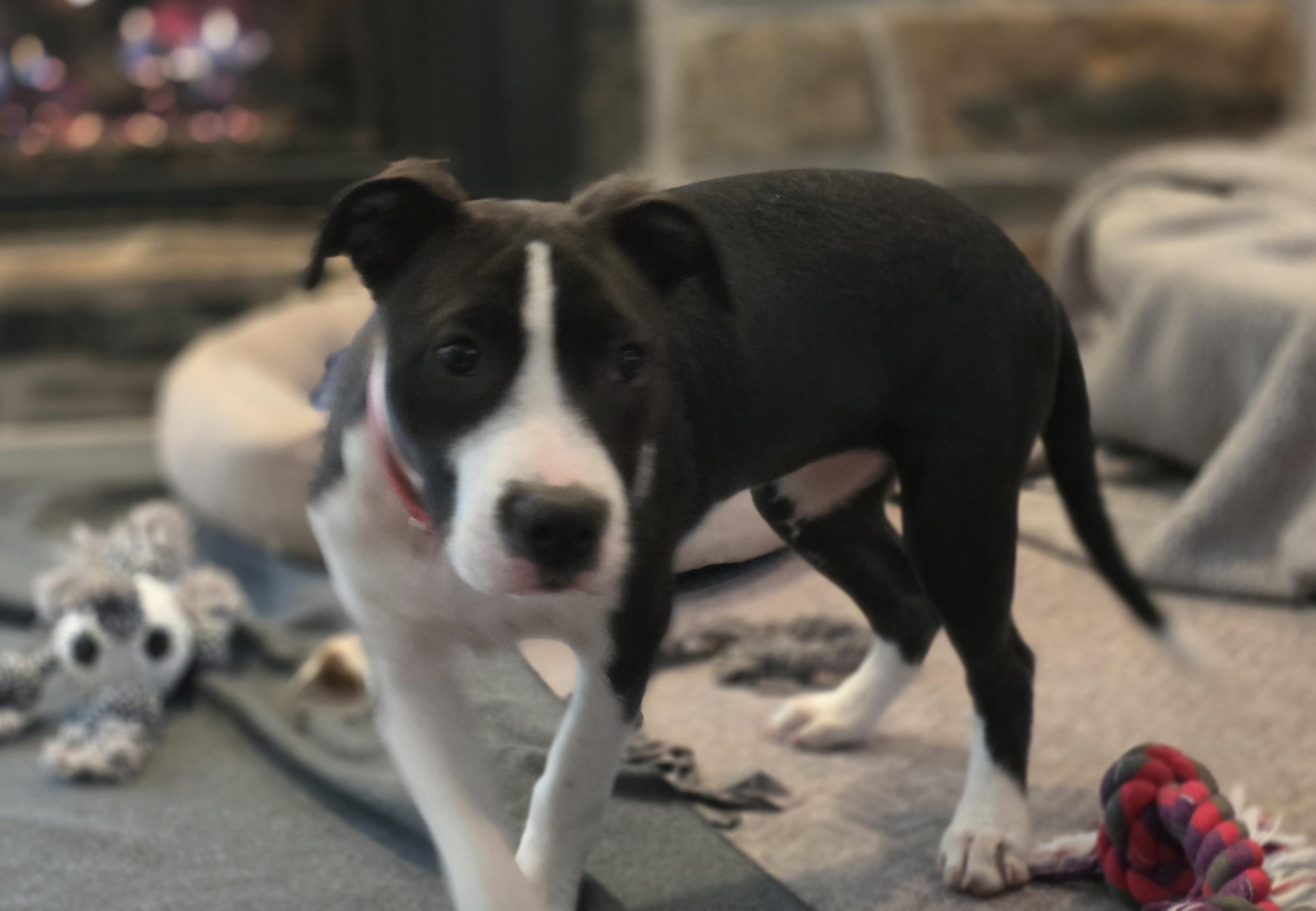 Enlarge Bentley, a Adoptable mixed breed in Blue Bell, PA image 3/5