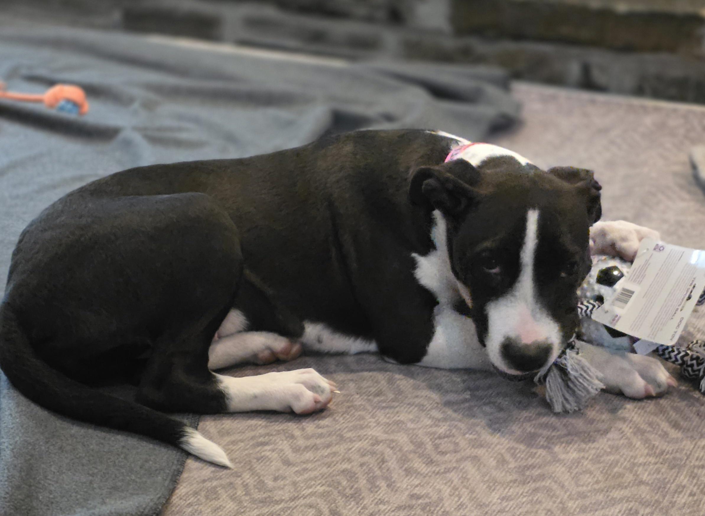 Enlarge Bentley, a Adoptable mixed breed in Blue Bell, PA image 2/5