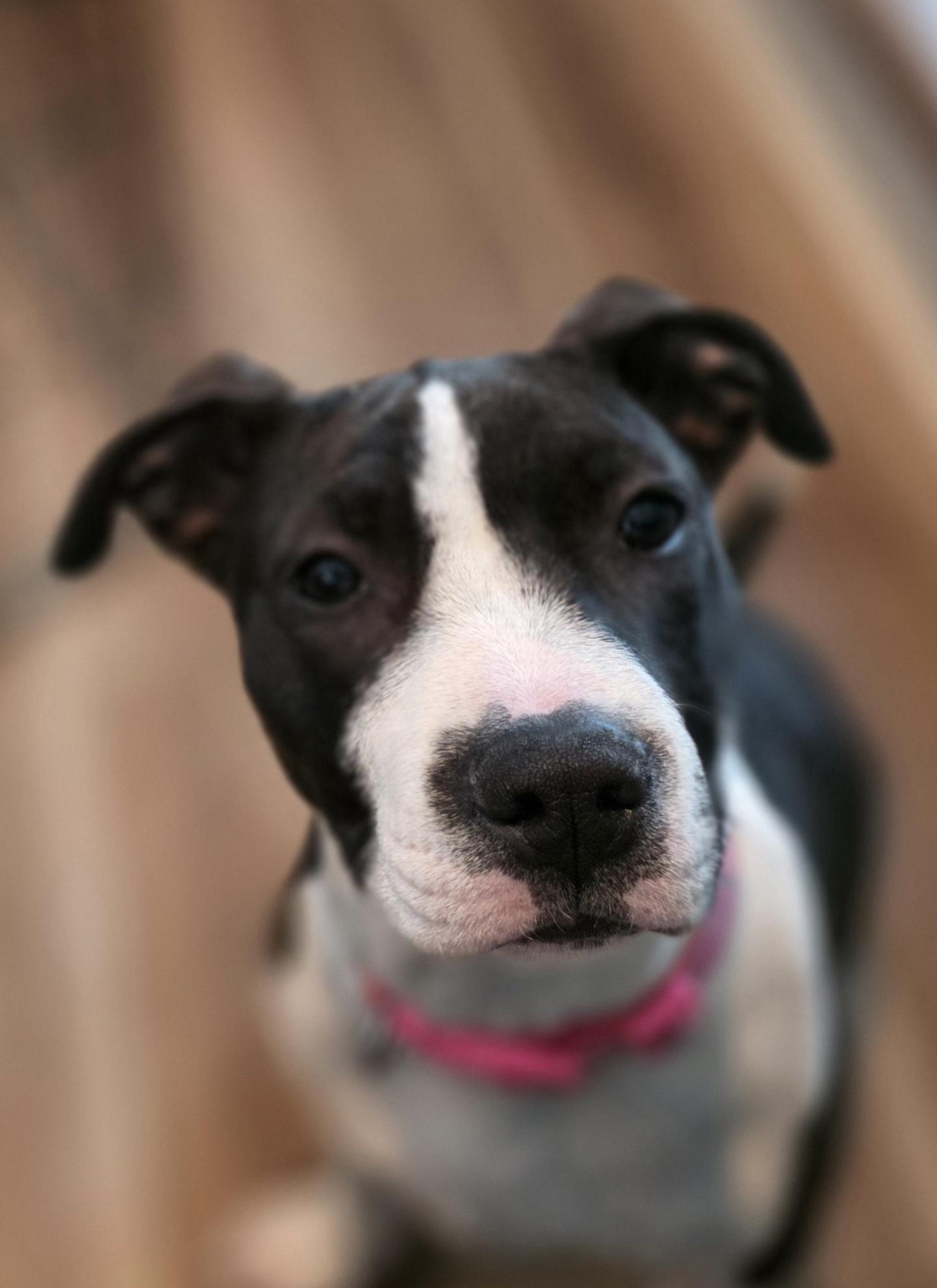 Bentley, Adoptable, Puppy Female Pit Bull Terrier.