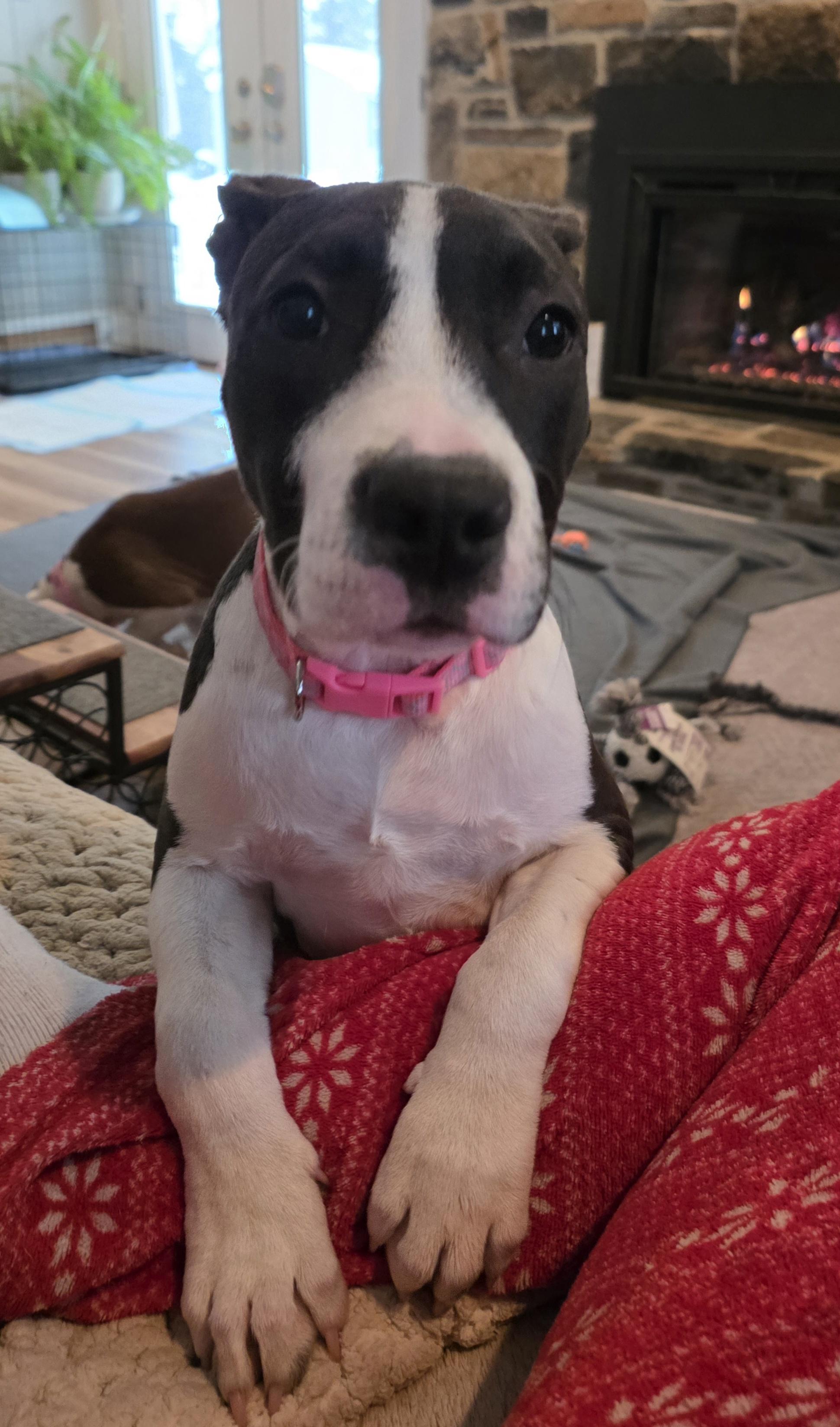 Enlarge Bentley, a Adoptable mixed breed in Blue Bell, PA image 4/5