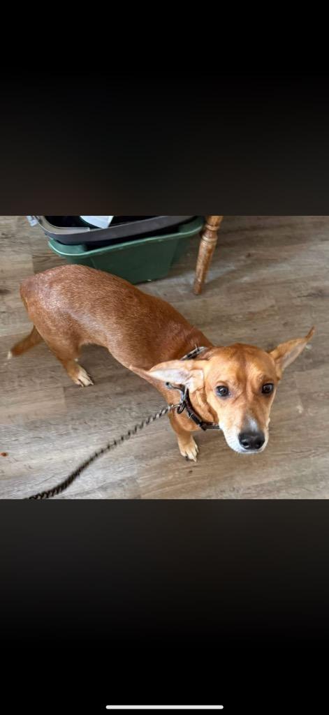 Fritz, Adoptable, Adult Male Dachshund & Corgi.